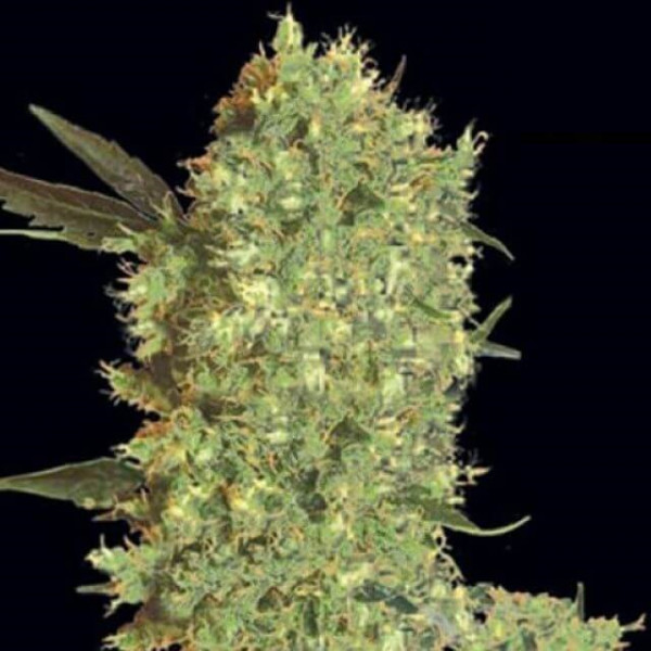 Marley's Buds Ã¢  - 1